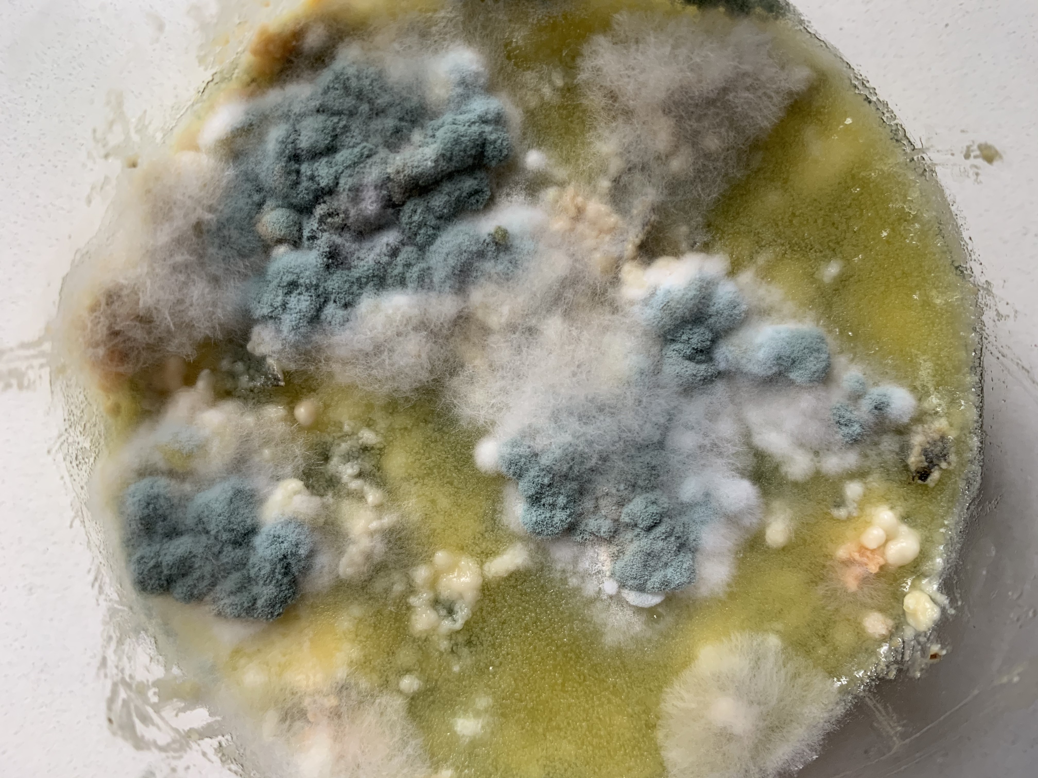 Oleum caseus et ocimum basilicum